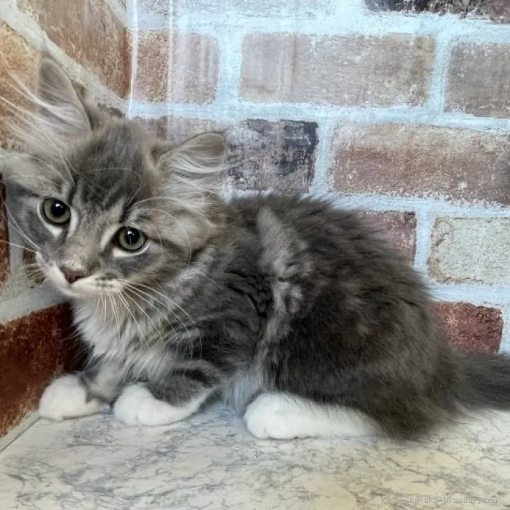 ID:2303-00606の子猫