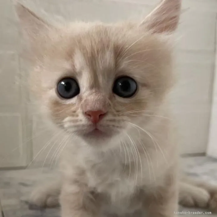 アン 様のお迎えした子猫