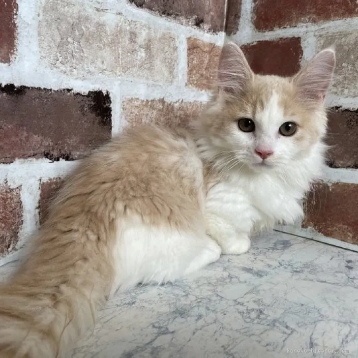 ID：2308-01914の子猫