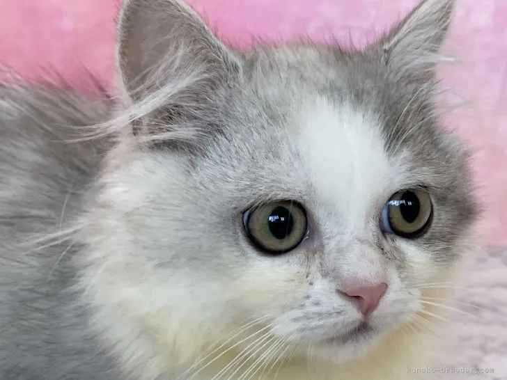 ID:2111-00376の子猫