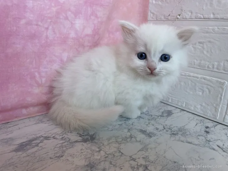 ID:2112-00140の子猫