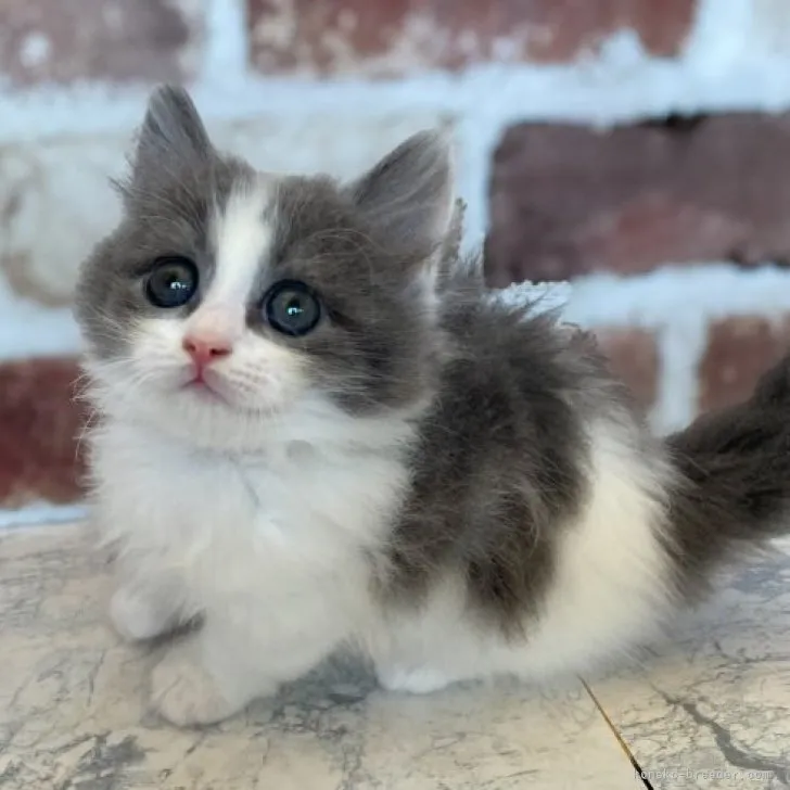 Y.Y 様のお迎えした子猫