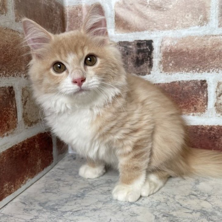 C.M 様のお迎えした子猫