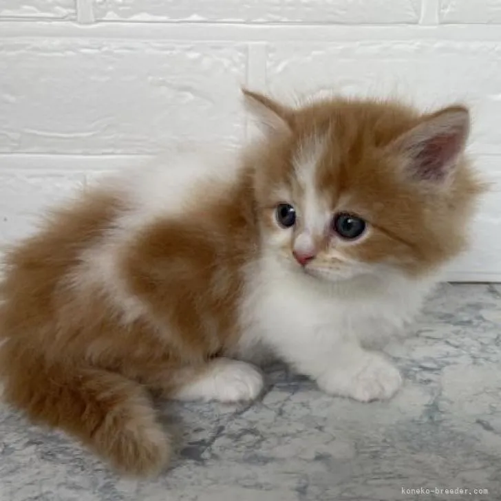 ID:2208-02996の子猫