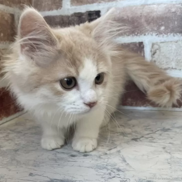 ID:2402-00623の子猫