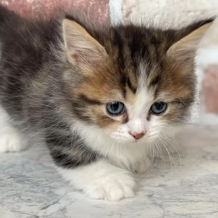 ID:2405-01689の子猫