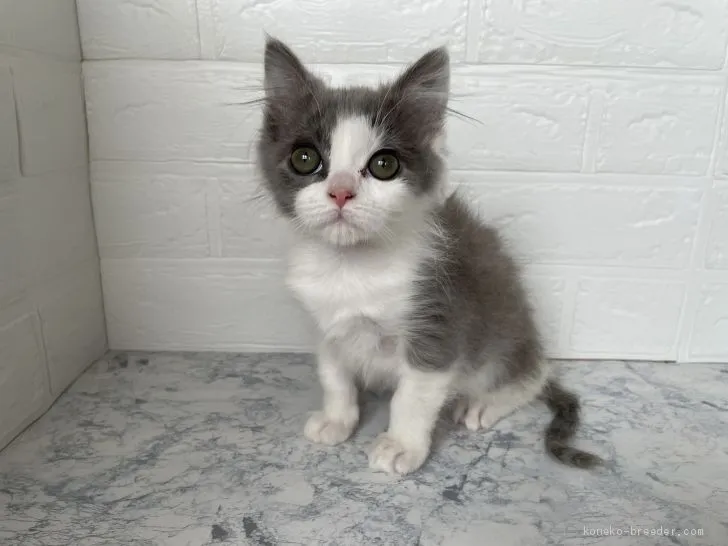 ID:2103-00482の子猫