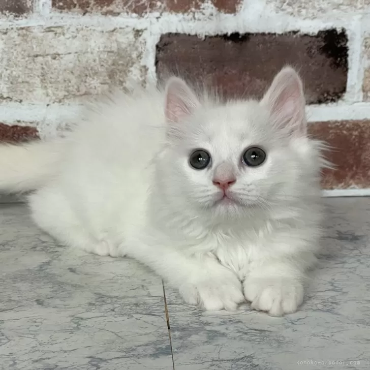 ID：2405-03339の子猫