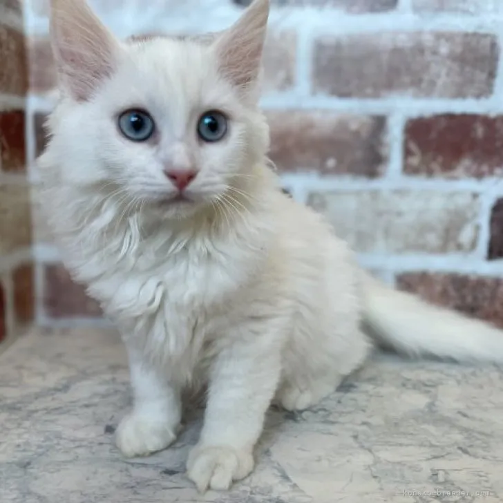 ID:2309-01108の子猫
