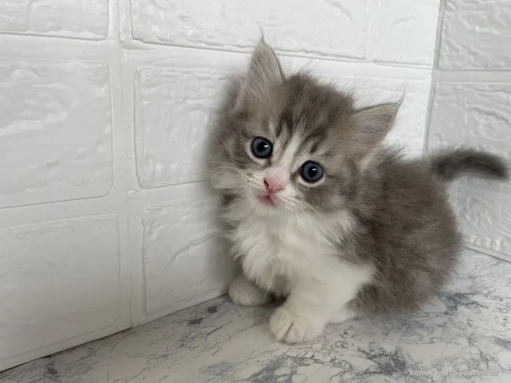 ID:2104-00805の子猫