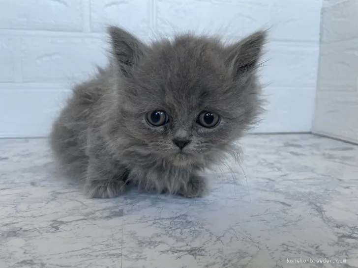 ID:2101-00355の子猫