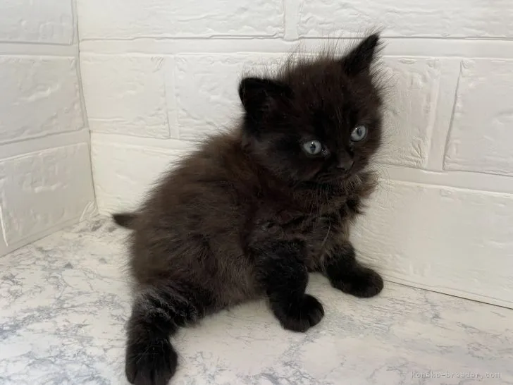 ID:2103-02041の子猫