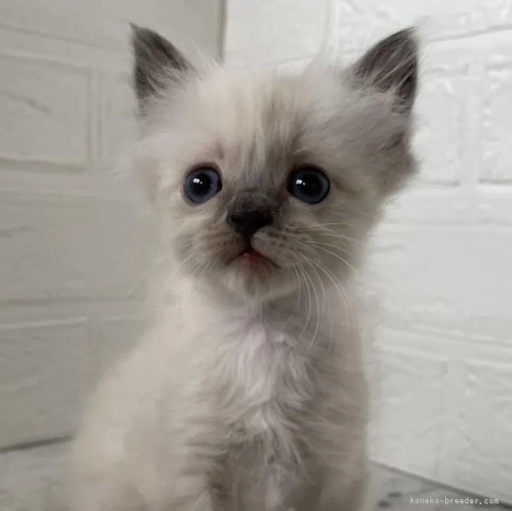 ID:2208-02201の子猫
