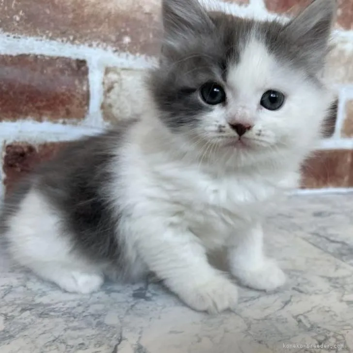 M.H 様のお迎えした子猫
