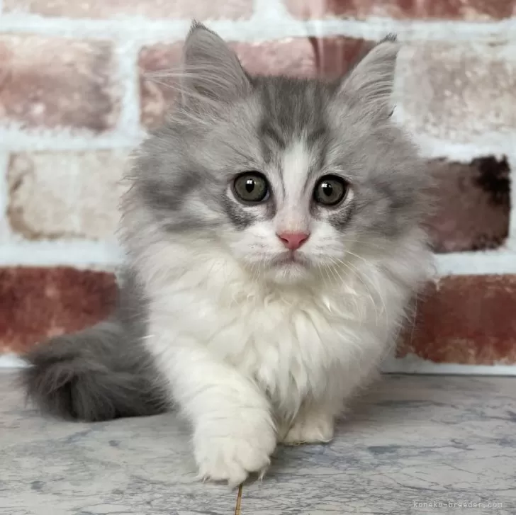 ID:2312-00102の子猫