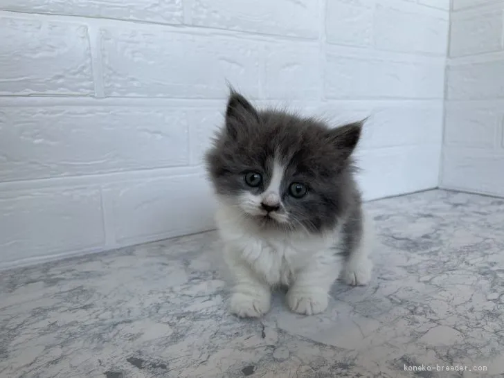 ID:2102-01211の子猫