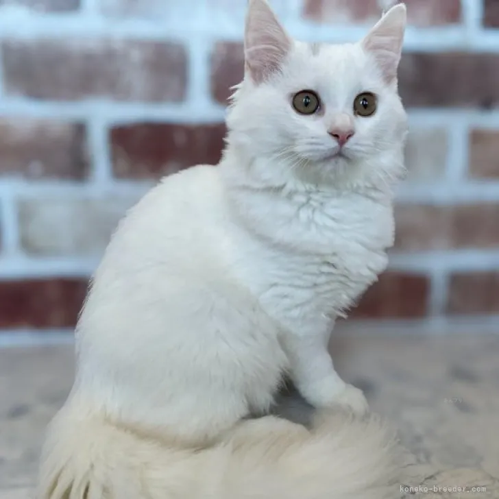 ID：2309-01107の子猫