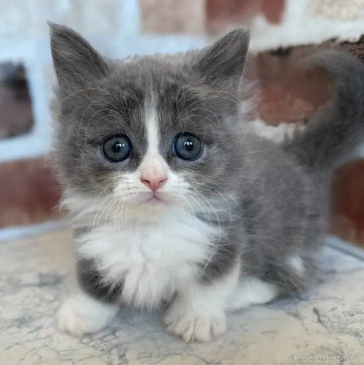 ID:2310-01617の子猫