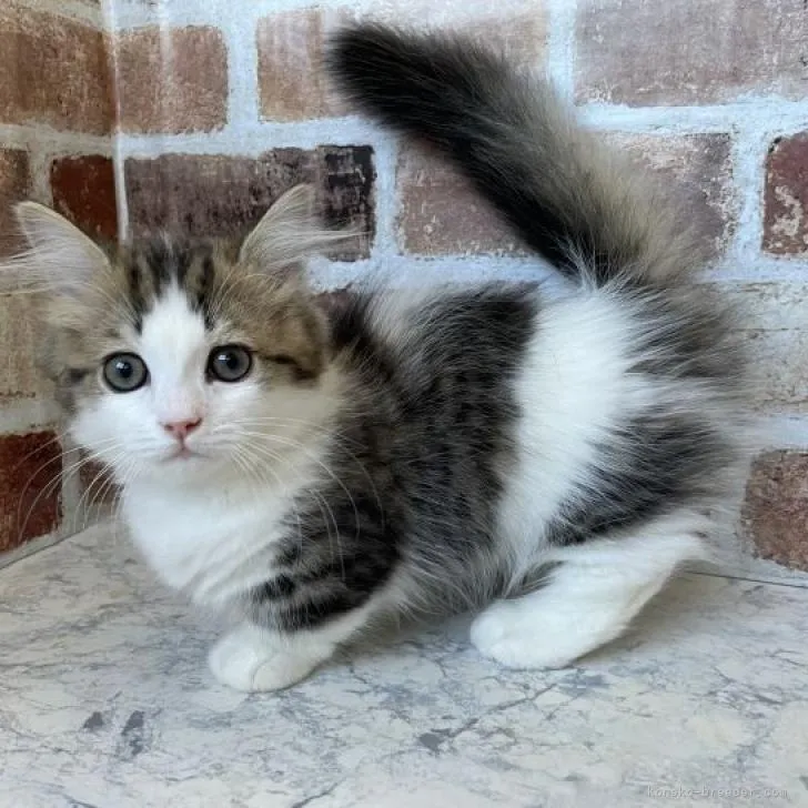 ID:2209-01235の子猫