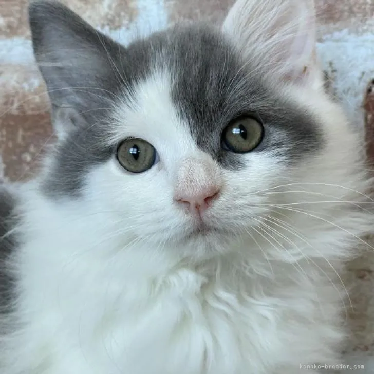 mika 様のお迎えした子猫
