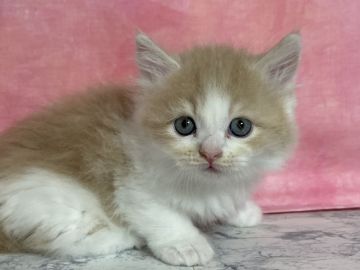 マンチカン(短足)【埼玉県・男の子・2021年9月15日・クリーム&ホワイト（セミロング）】の写真「★短足★ セミロング　両親遺伝子検査クリア」