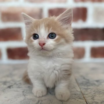 マンチカン(短足)【埼玉県・男の子・2023年9月4日・クリームタビー&ホワイト（セミロング）】の写真「両親遺伝子検査クリア」