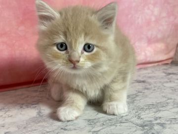 マンチカン(長足)【埼玉県・男の子・2021年9月15日・クリームタビー（セミロング）】の写真「並足 セミロング　両親遺伝子検査クリア」