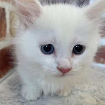 マンチカン(短足)【埼玉県・男の子・2023年9月29日・ホワイト（セミロング）】の写真「オッドアイ　両親遺伝子検査クリア」