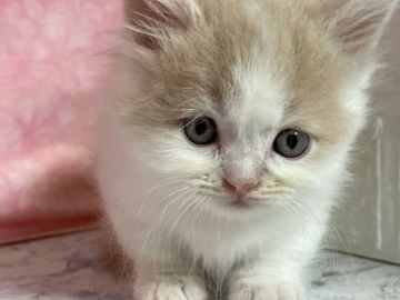 マンチカン(短足)【埼玉県・男の子・2021年9月15日・クリーム&ホワイト（セミロング）】の写真「★短足★ セミロング　両親遺伝子検査クリア」