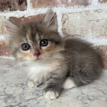 マンチカン(短足)【埼玉県・女の子・2023年6月29日・ダイリュートキャリコ（セミロング）】の写真「極短足　両親遺伝子検査クリア」