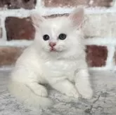 マンチカン(短足)【埼玉県・男の子・2024年3月29日・ホワイト】の写真1