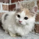 マンチカン(短足)【埼玉県・女の子・2023年6月29日・ダイリュートキャリコ】の写真1「9月27日撮影」