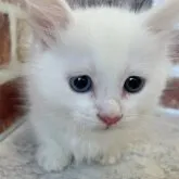 マンチカン(短足)【埼玉県・男の子・2023年9月29日・ホワイト】の写真1「撮影日11月18日」