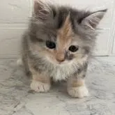 マンチカン(長足)【埼玉県・女の子・2022年5月10日・ダイリュートキャリコ】の写真1