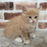 マンチカン(長足)【埼玉県・男の子・2023年9月4日・クリームタビー&ホワイト】の写真1「撮影日10月20日」