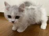 ミヌエット(短足)【埼玉県・男の子・2022年8月5日・シルバータビー&ホワイト】の写真3