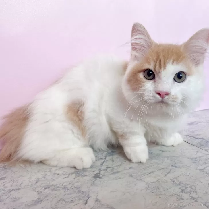 マンチカン(短足)【埼玉県・男の子・2025年5月1日・クリームタビー&ホワイト】の写真1