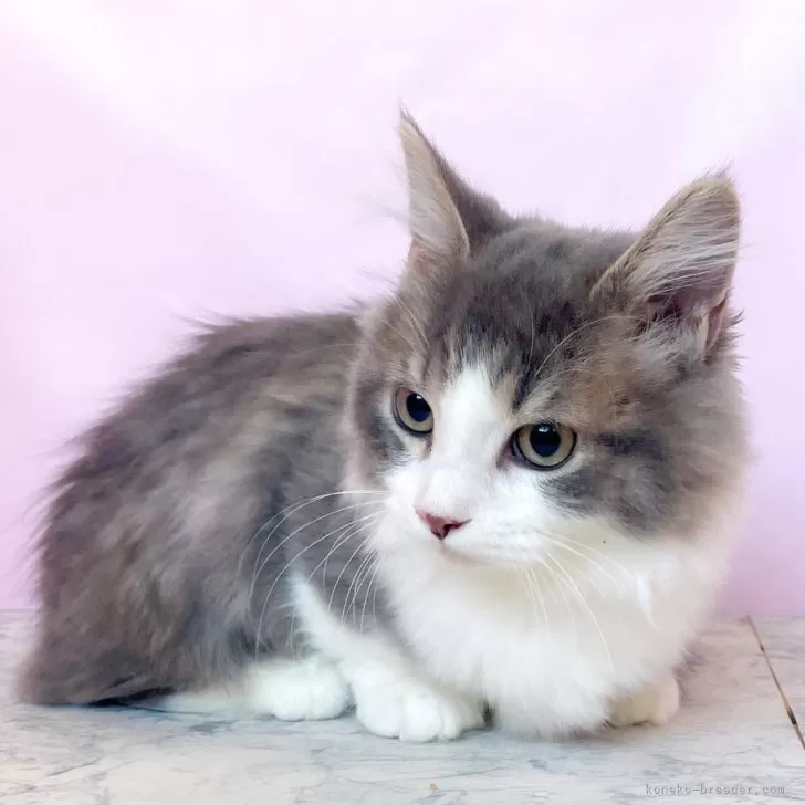 ID：2411-02132の子猫