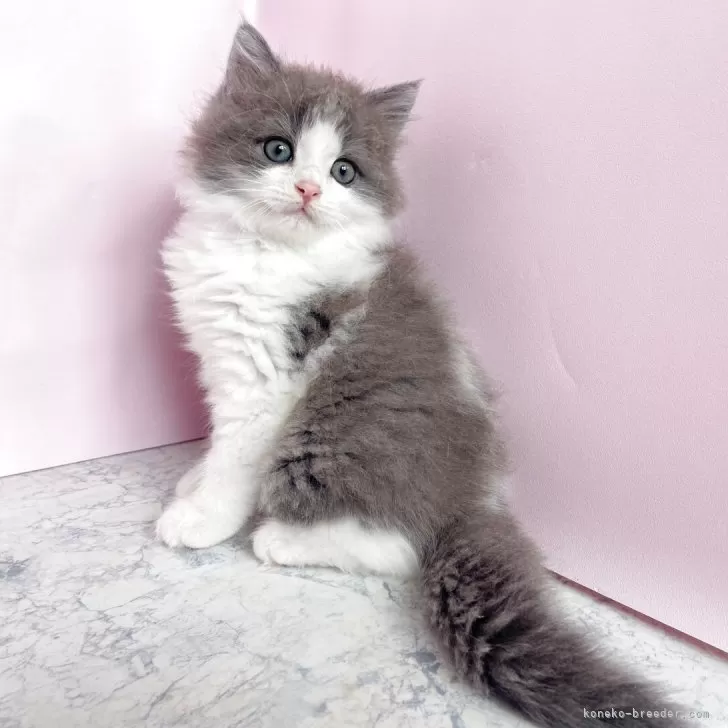 ID：2507-01795の子猫