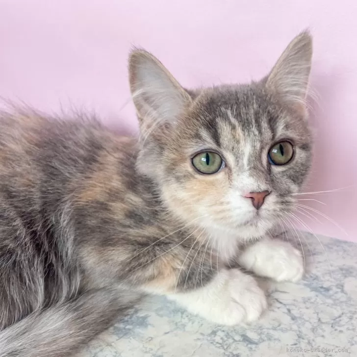 ID:2502-00790の子猫