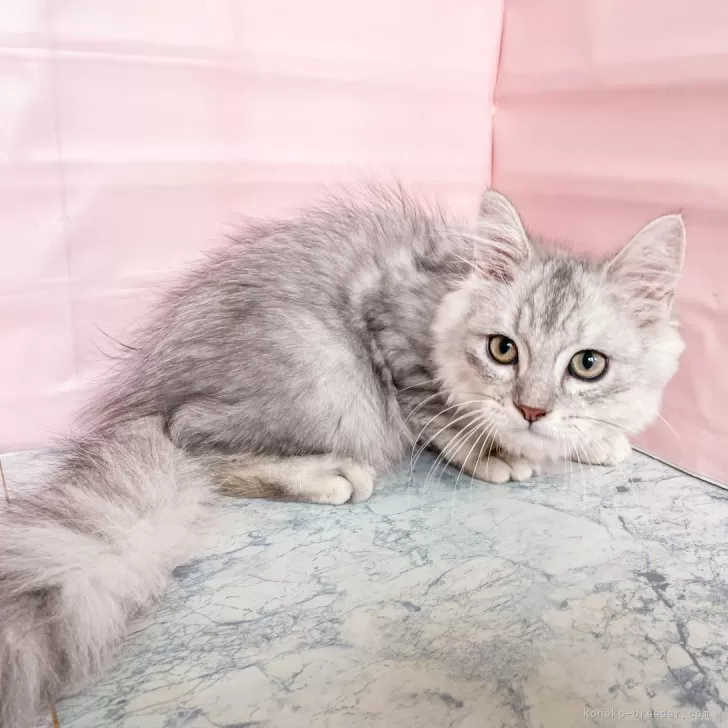 ID：2410-00766の子猫