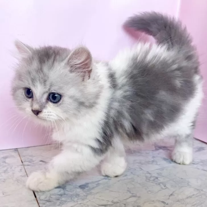 ID：2510-02851の子猫