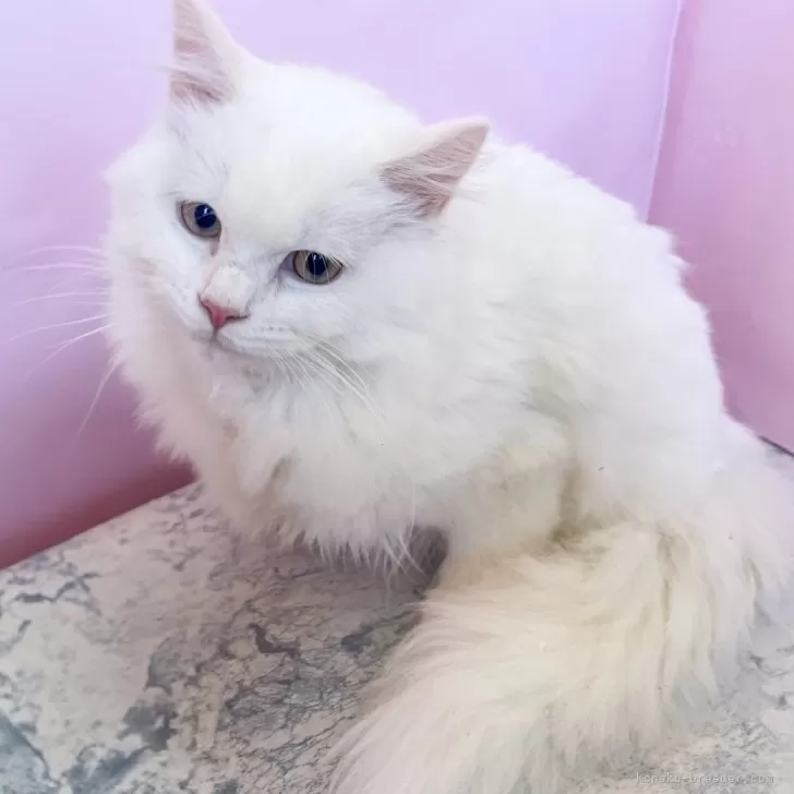 ID:2411-02137の子猫
