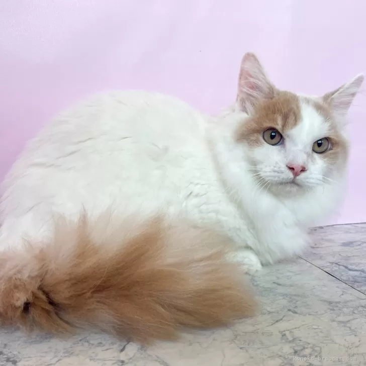 マンチカン(短足)【埼玉県・男の子・2025年5月1日・クリームタビー&amp;ホワイト】の写真1