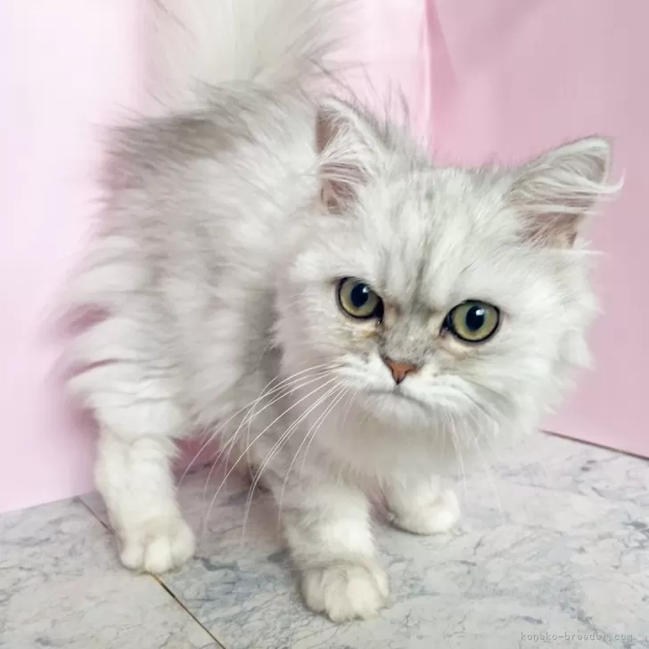 ウチダ 様のお迎えした子猫