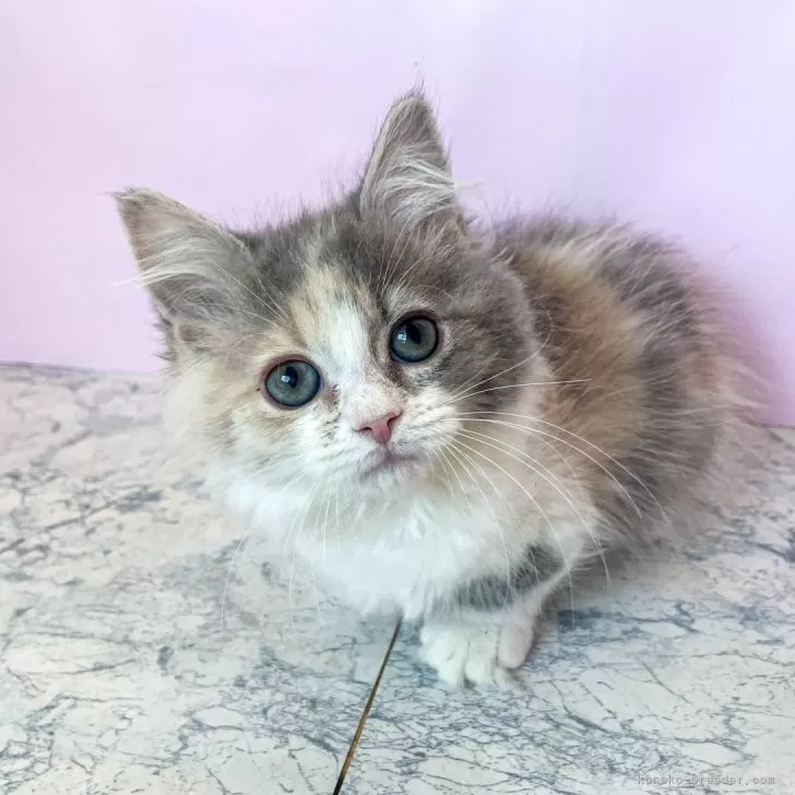 ID：2502-00791の子猫