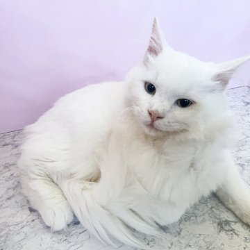 マンチカン(長足)【埼玉県・男の子・2024年9月8日・ホワイト（セミロング）】の写真「フワフワです。両親遺伝子検査クリア（ピンク）」