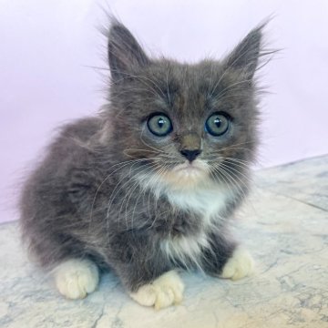 マンチカン(長足)【埼玉県・女の子・2025年9月22日・ブルー&ホワイト（セミロング）】の写真「胸のホワイトが可愛い女の子」