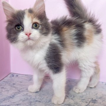 マンチカン(長足)【埼玉県・女の子・2025年7月26日・ダイリュートキャリコ(セミロング)】の写真「ゴロゴロ可愛い女の子」