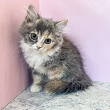 マンチカン(長足)【埼玉県・女の子・2024年11月17日・ダイリュートキャリコ（セミロング）】の写真「両親遺伝子検査クリア」